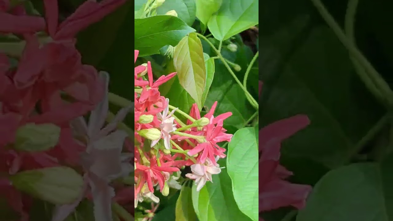 My Garden blessings!!! what my garden gives me everyday???😊😁😊😁 #nature #asmr#flowers #balconygarden