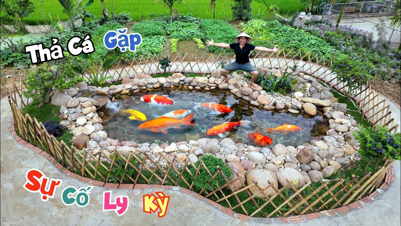 Cả Nh&agrave; K&eacute;o Lưới Đưa C&aacute; Koi L&ecirc;n Hồ Mới Nhưng Kh&ocirc;ng May Gặp S.ự C.ố L.y K.ỳ / Quế Nghịch