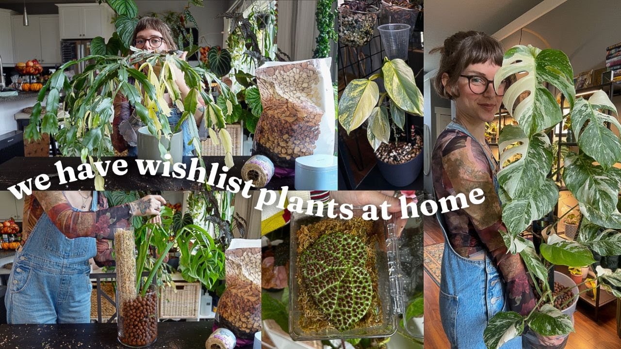 taking care of my favourite plants in my collection 🪴🪏✨
