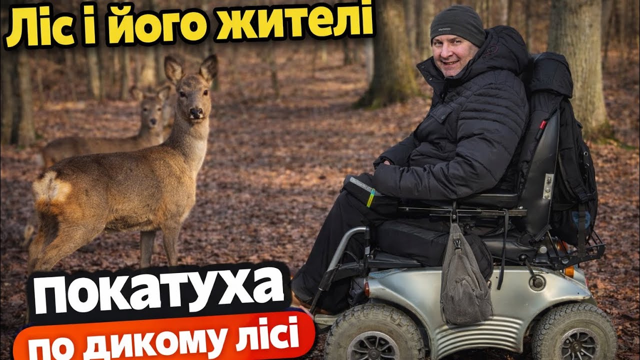 Катались лісом — зустріли козуль | Атмосфера дикої природи