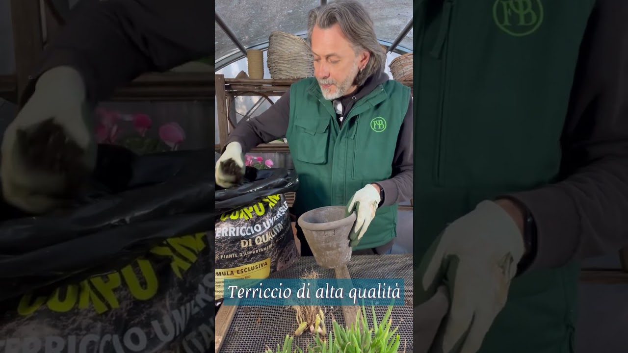 Piantare le radici di mughetto - Convallaria majalis