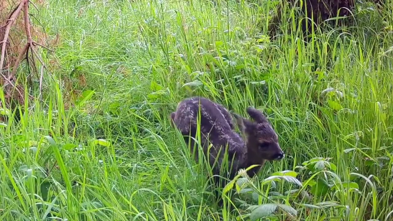 Roe Deer Fawn Calling