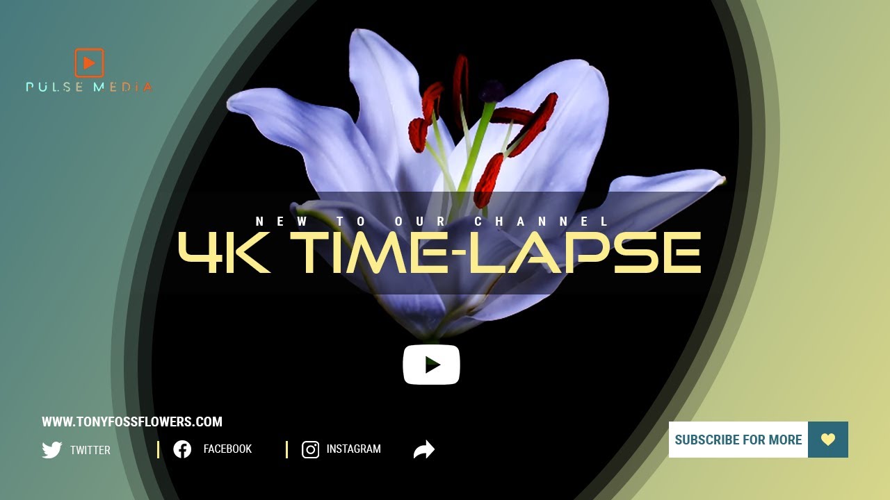 🔥🔥  Most Breathtaking 4K Time Lapse of Flowers Blooming