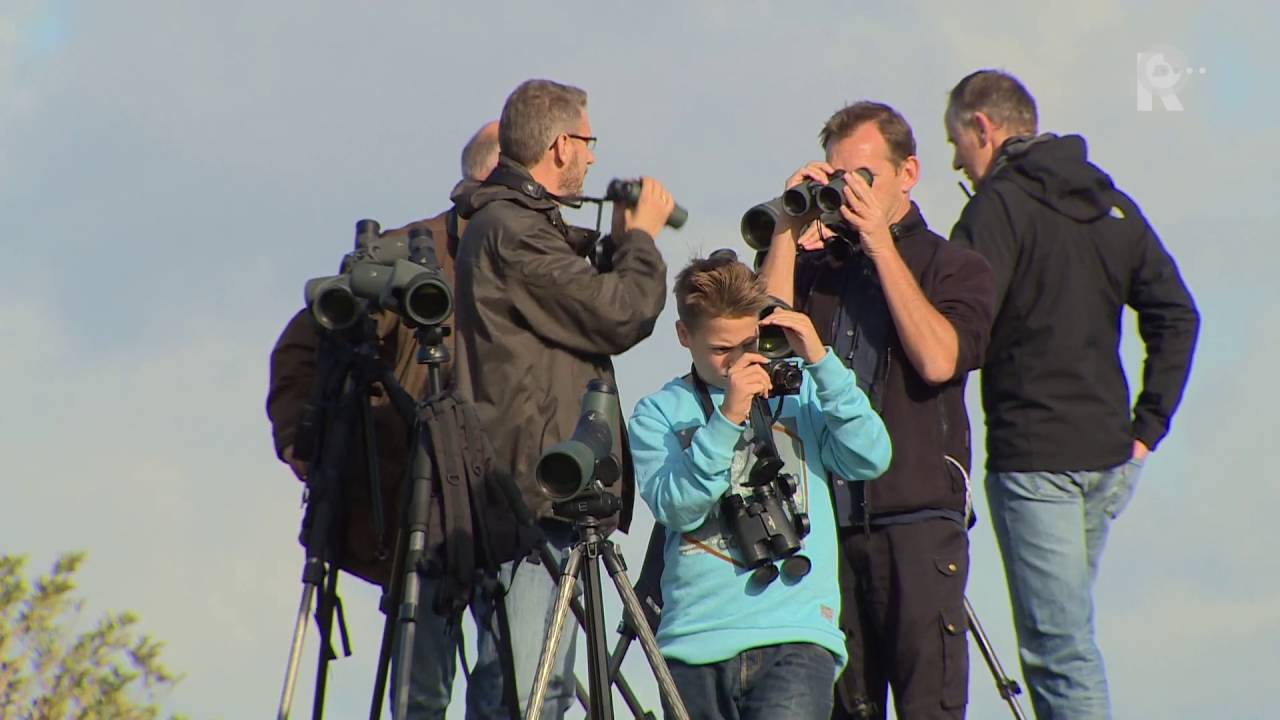 Honderden vogelaars kwamen naar de Maasvlakte om een glimp op te vangen van een bijzondere mus