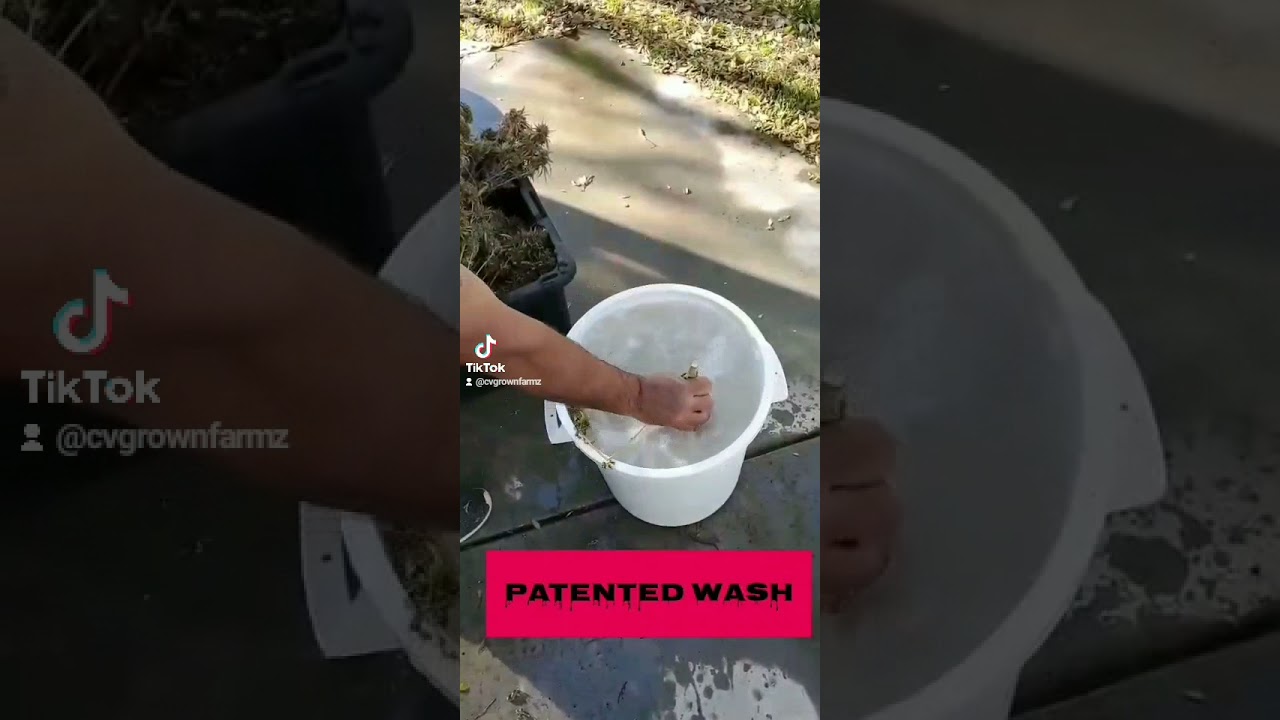 BUD WASHING DEMO