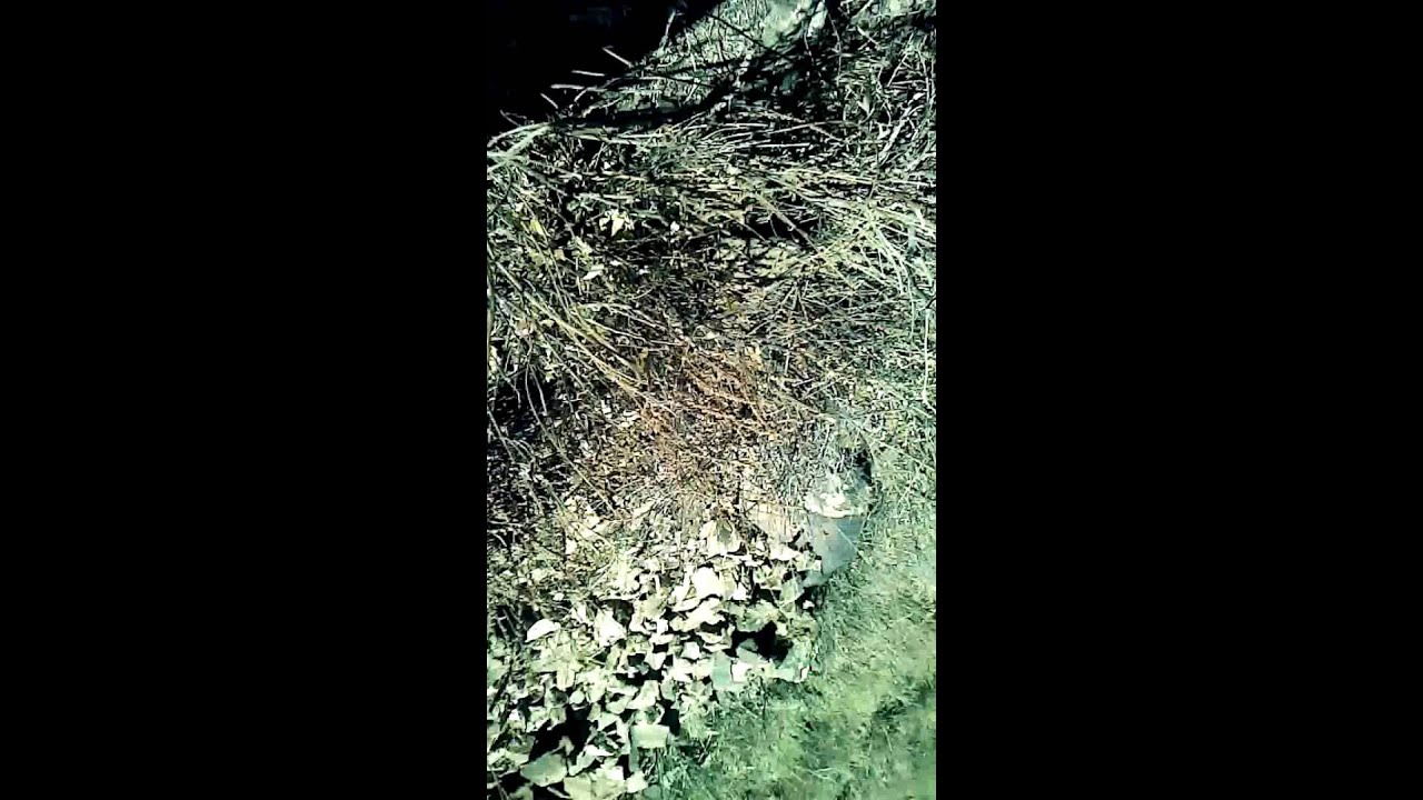 Como bajar un cerro estilo pro