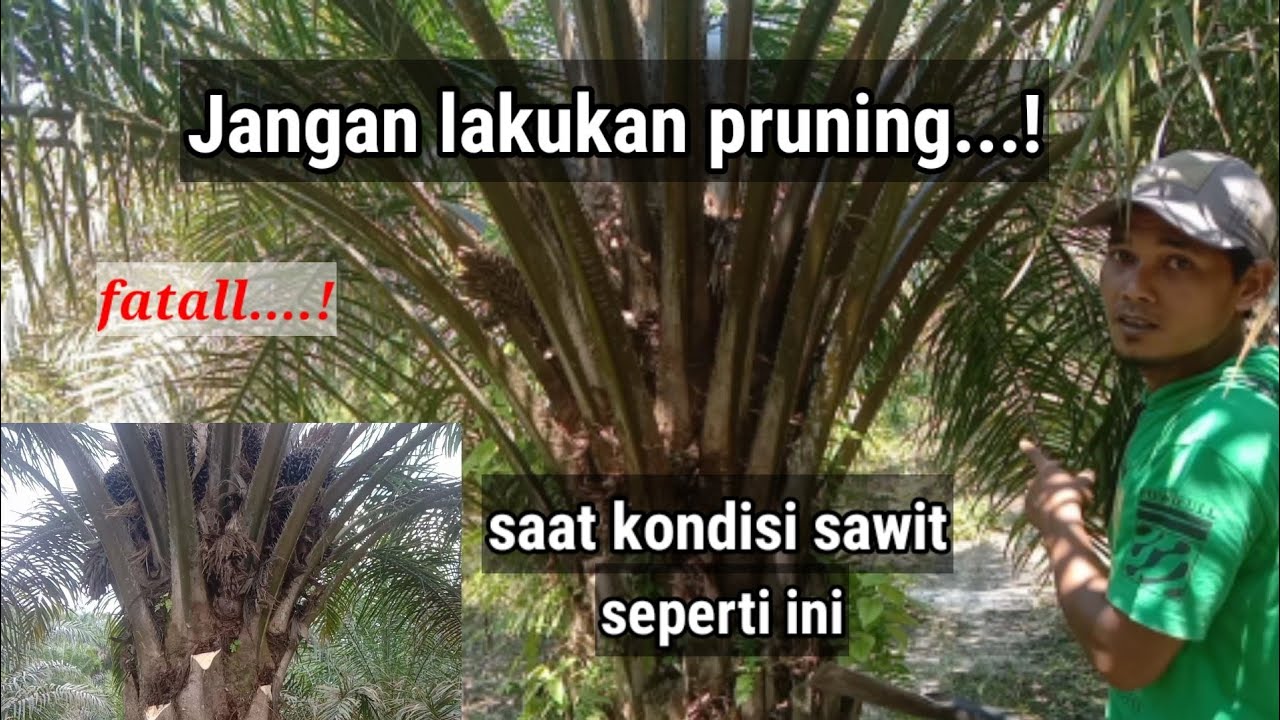 Pruning sawit yang benar ,kondisi tepat & pas....|| Pengaruh pada pembuahan ||