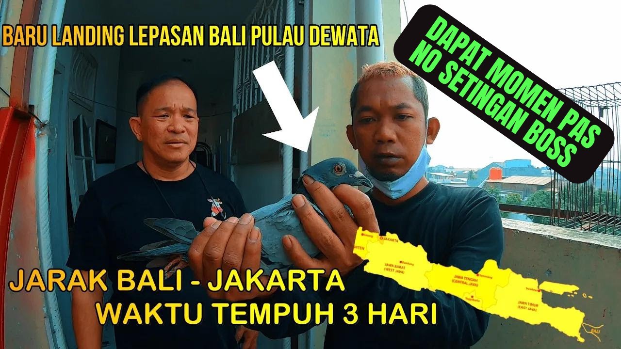 Luar Biasa.. Merpati Pos Berkelas Penjelajah Awan Milik Bpk Isak Hadi || Langlang Buana Bird Farm