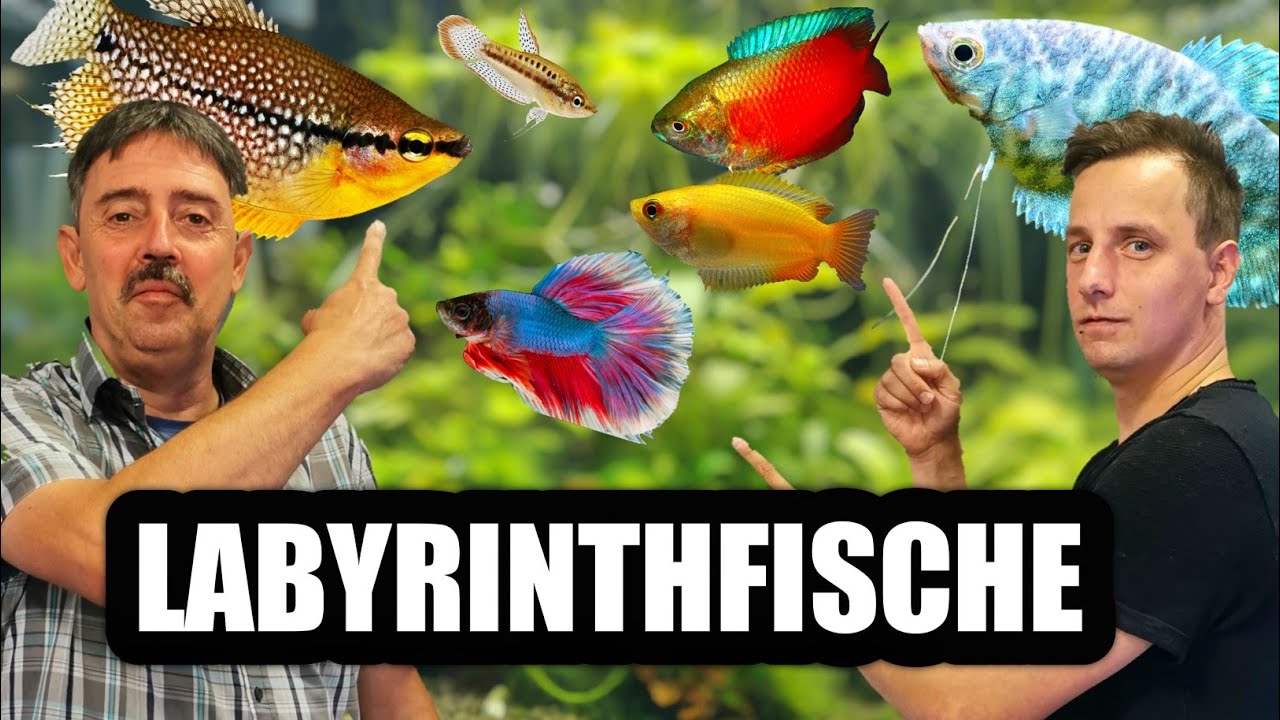 Labyrinthfische / Fadenfische für das Aquarium | Fischvorstellung