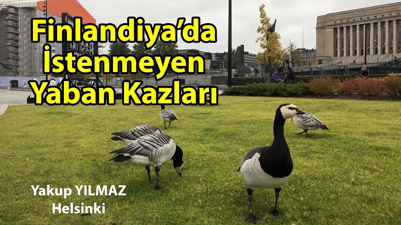 Finlandiya’da İstenmeyen Yaban Kazları | 15 725 Kazı Vurma İzni