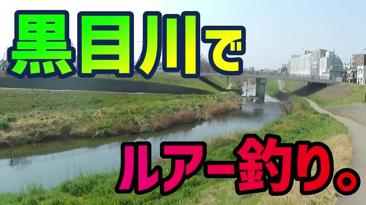 【黒目川】でルアー釣り。