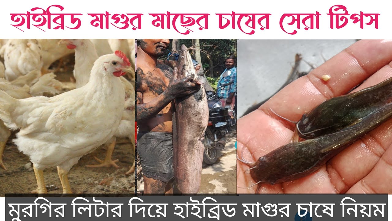 অরিজিনাল চকলেট কালার হাইব্রিড বিদেশি জাতের মাগুর মাছের পোনা। ১কেজিতে ২৫০ পিছ। কম দামে কিনুন। 