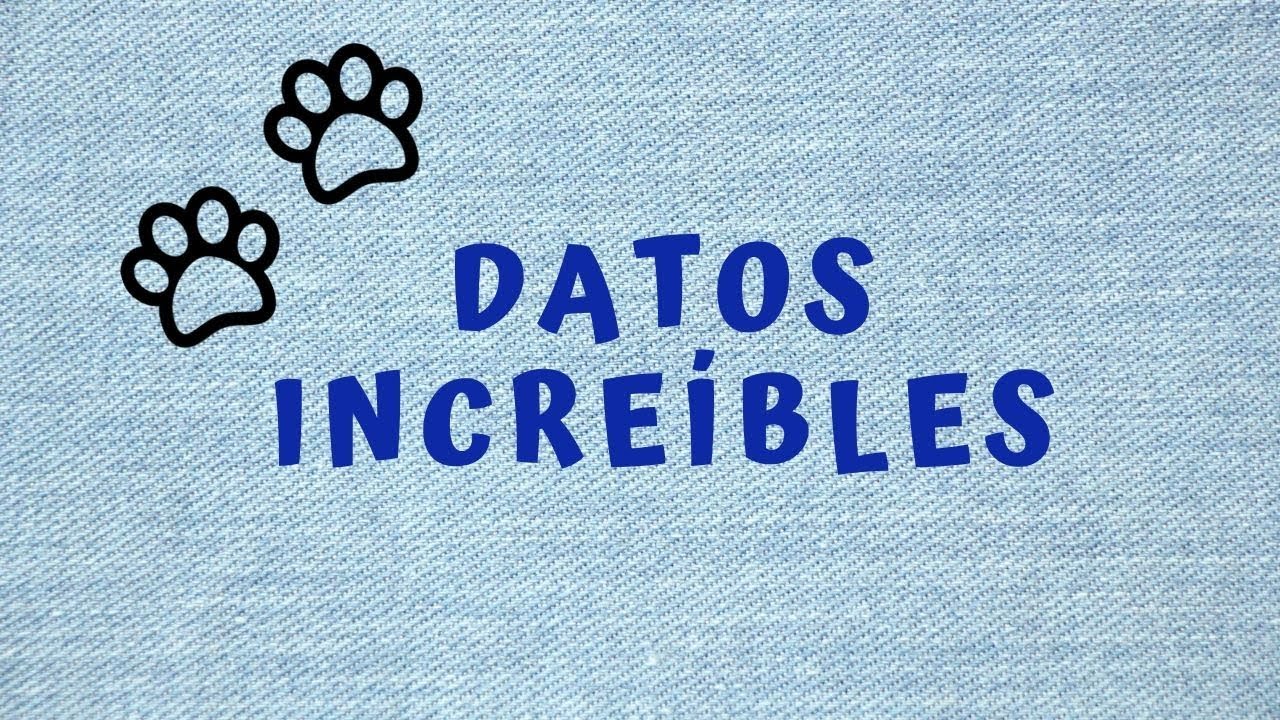 Datos INCREÍBLES, sobre La Nariz del Perro