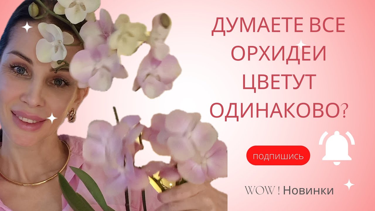 Новинки бабочки! Обзор цветущих стеллажей. Хойя Ундулата зацвела | 4K video | English subtitles 