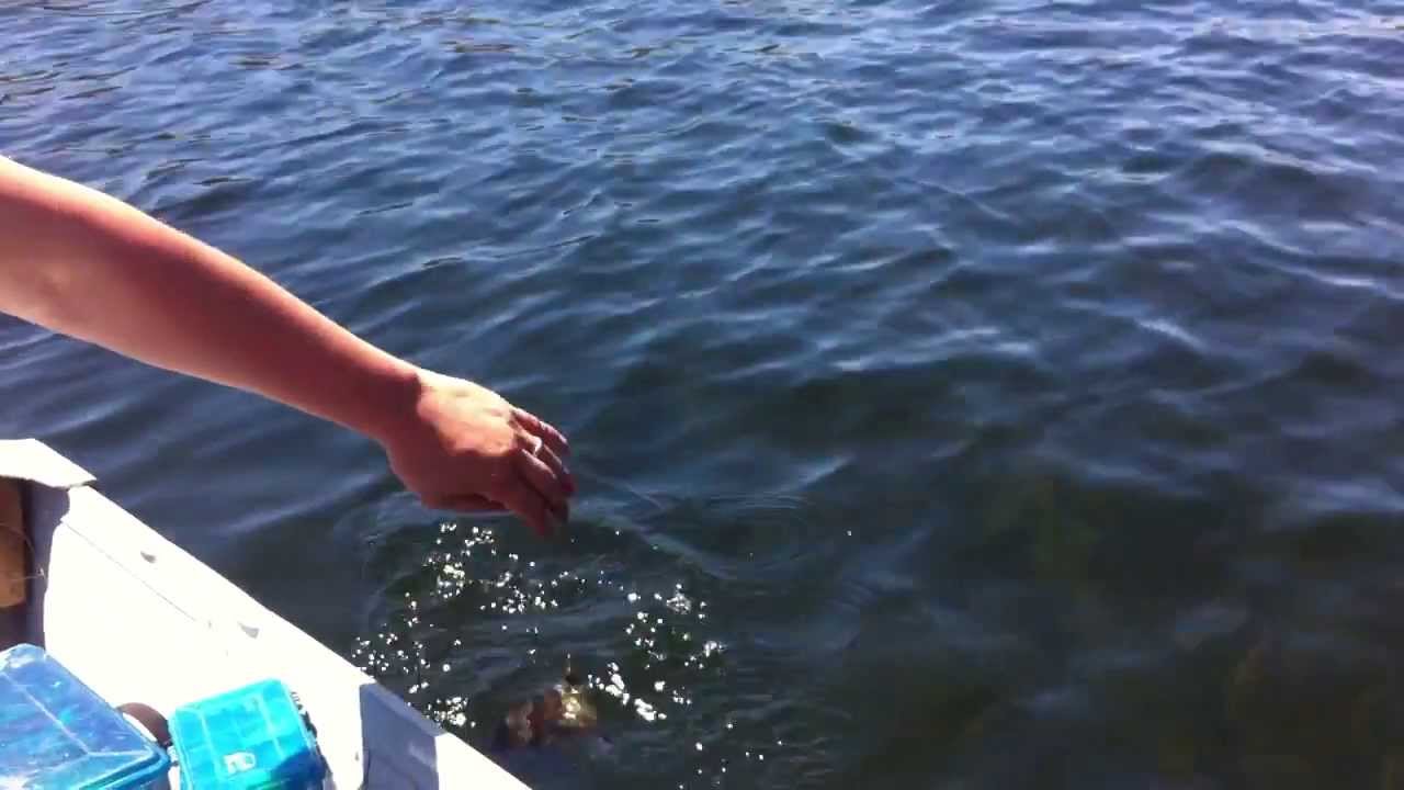 Thomas Buoyant vs Panfish