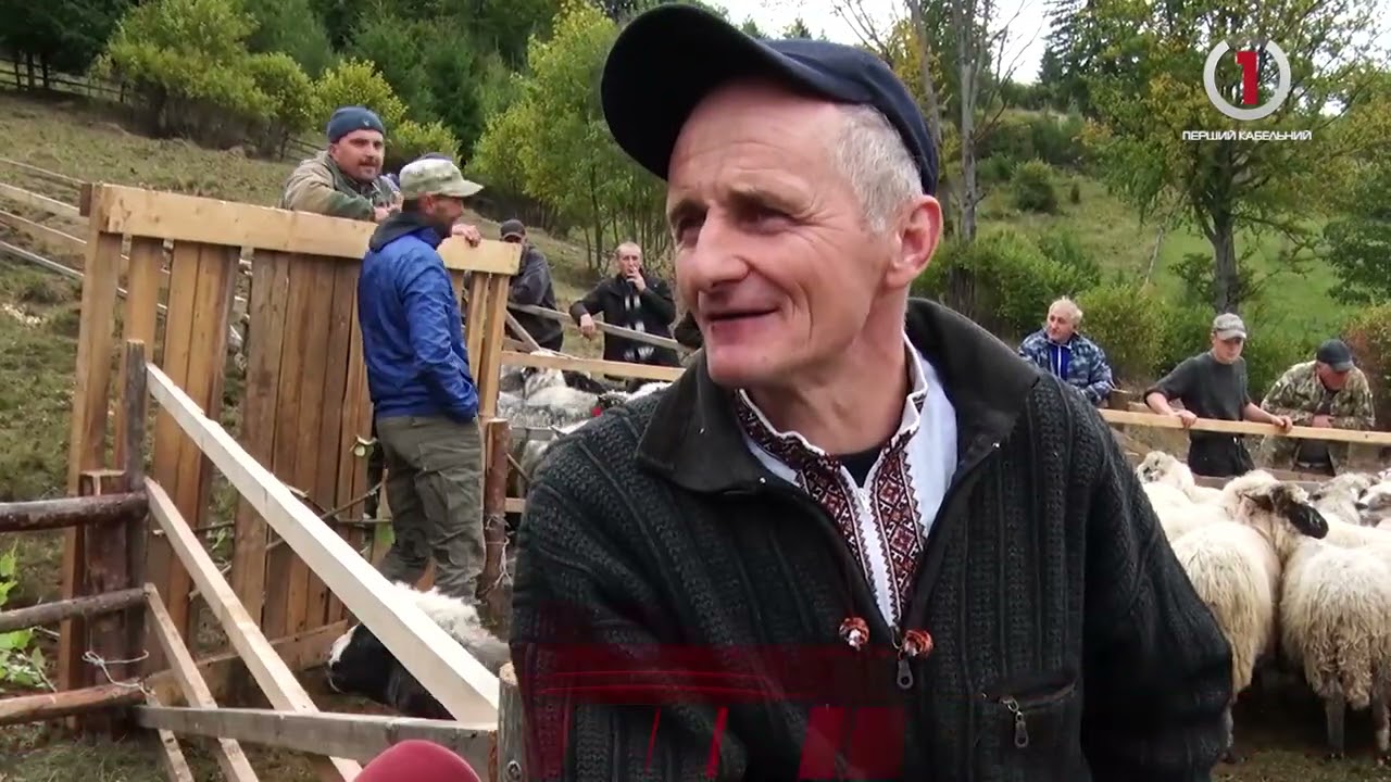 Розлучення овець.  Гуцули  завершили літування