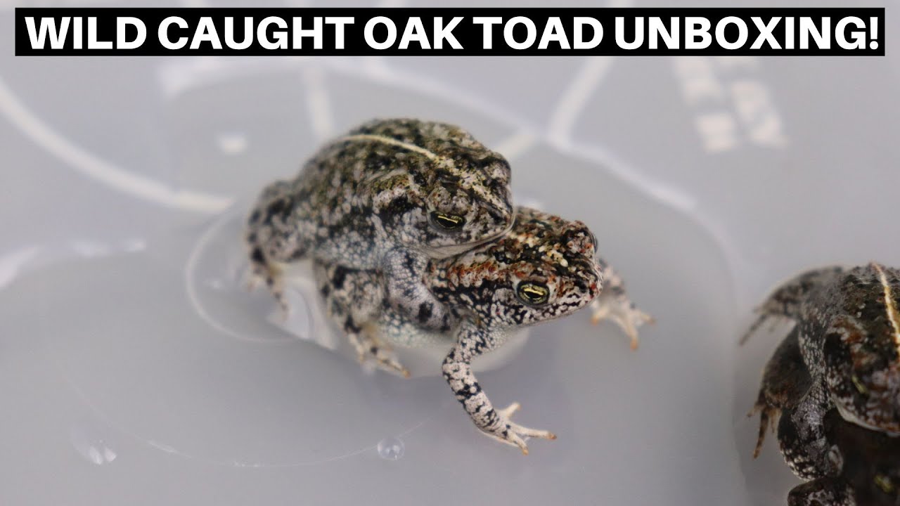 Wild Caught Oak Toad Unboxing From Tartaruga Reptiles - Benjamin's Exotics