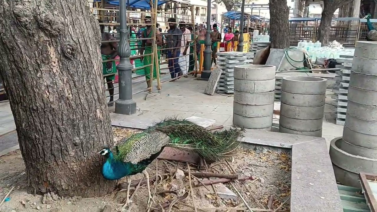 இரண்டாம் படை திருச்செந்தூர் முருகர் டெம்பிள்