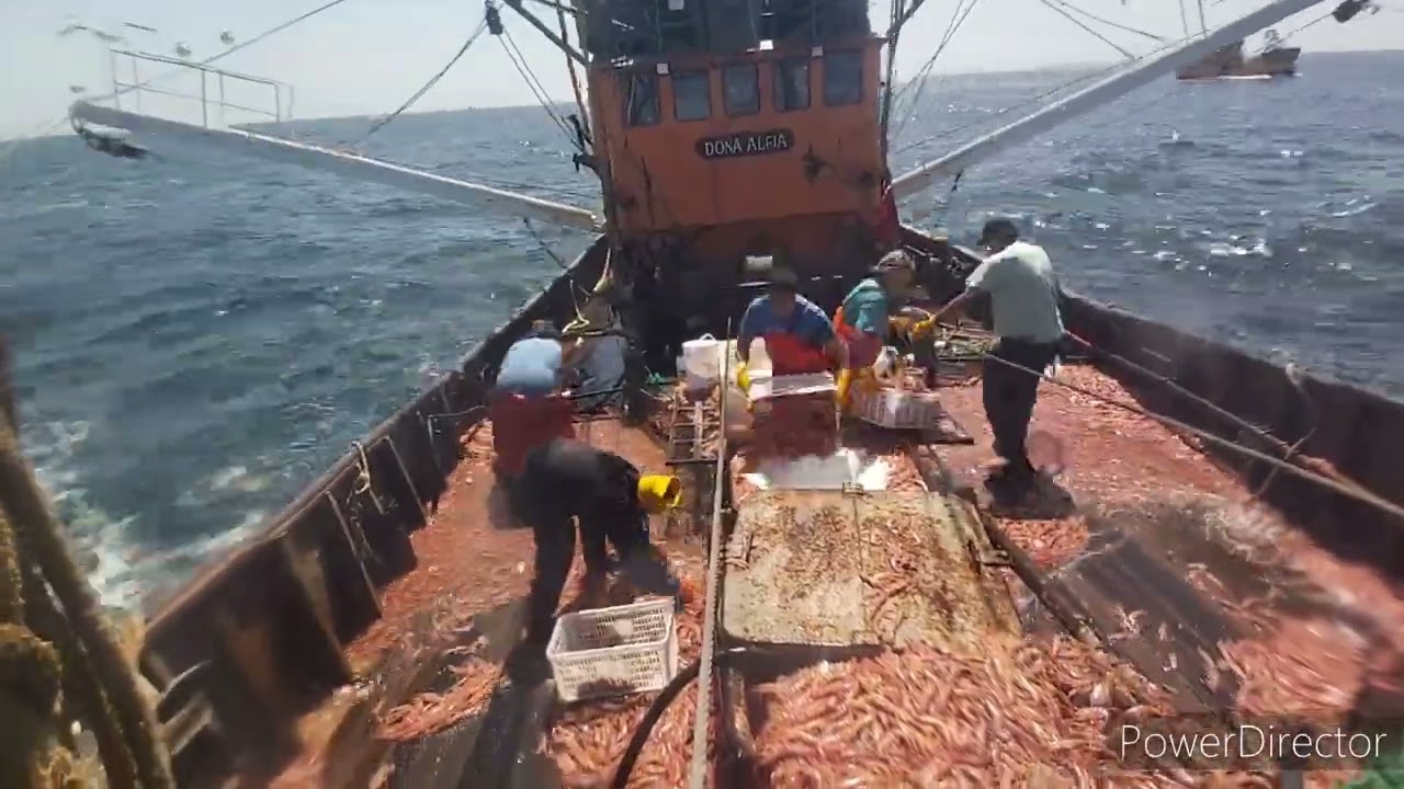 video de trabajo completo de pesca de langostinos salvajes rawson chubut patagonia argentina