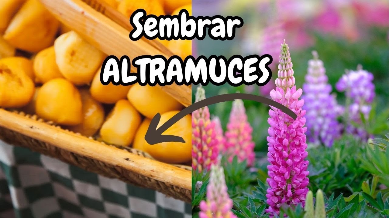Aprende a SEMBRAR ALTRAMUZ / El cultivo que NO NECESITA NADA Y TE DA TODO / El Huerto de Carlos
