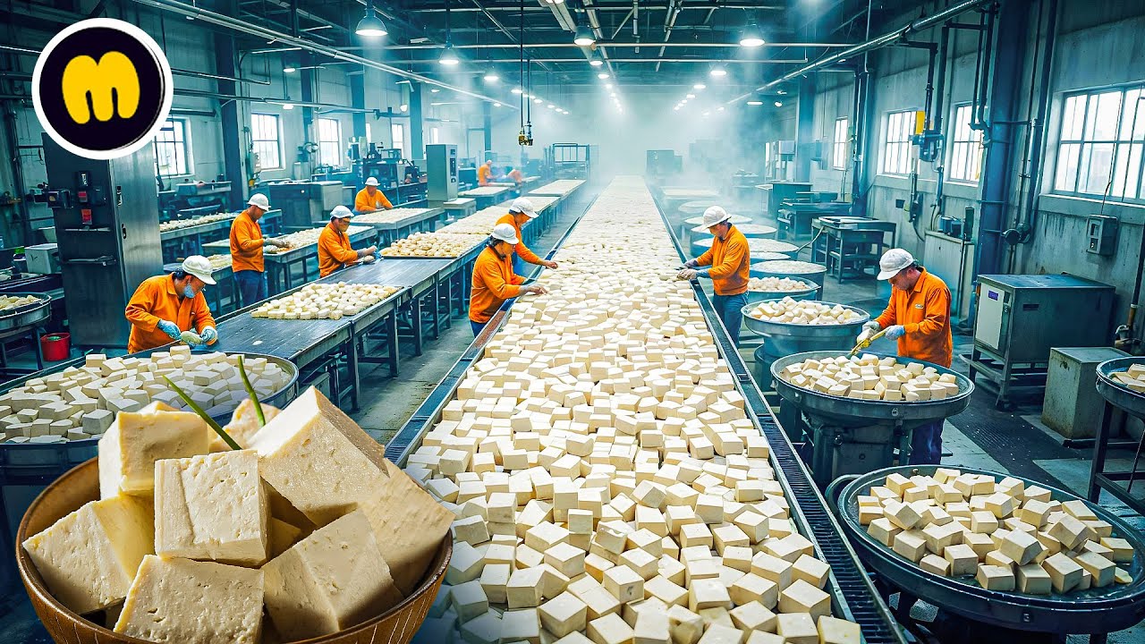 How Tofu is Made in Factory | Tofu Factory Process