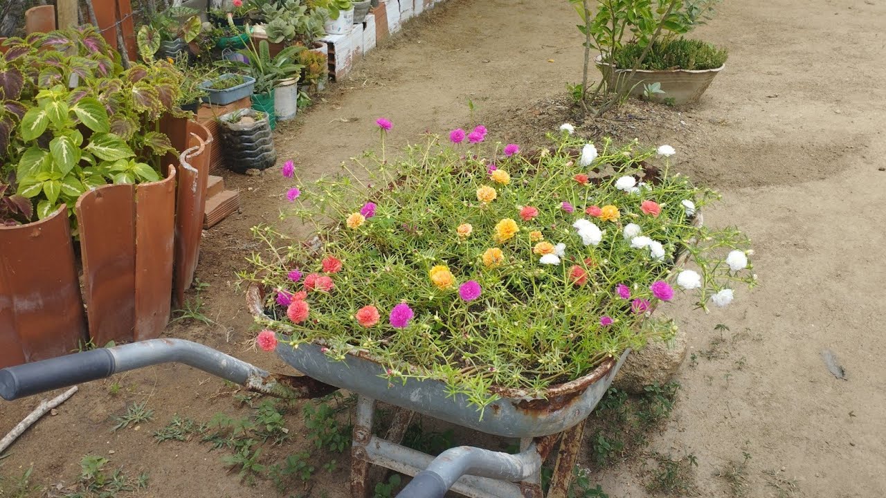 Mudei minhas rosas do deserto de lugar e replantei algumas plantas 🌿😍