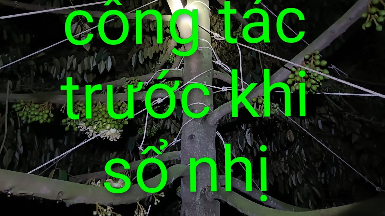Những gì cần làm trước khi sr sổ nhị. Út hiền 0978603449