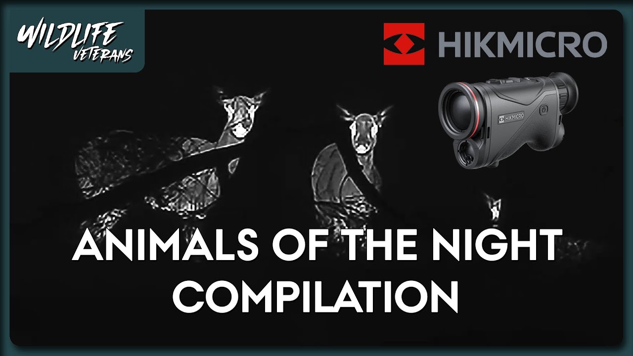 Animals of the Night - HIKMICRO Condor CQ35L 2.0