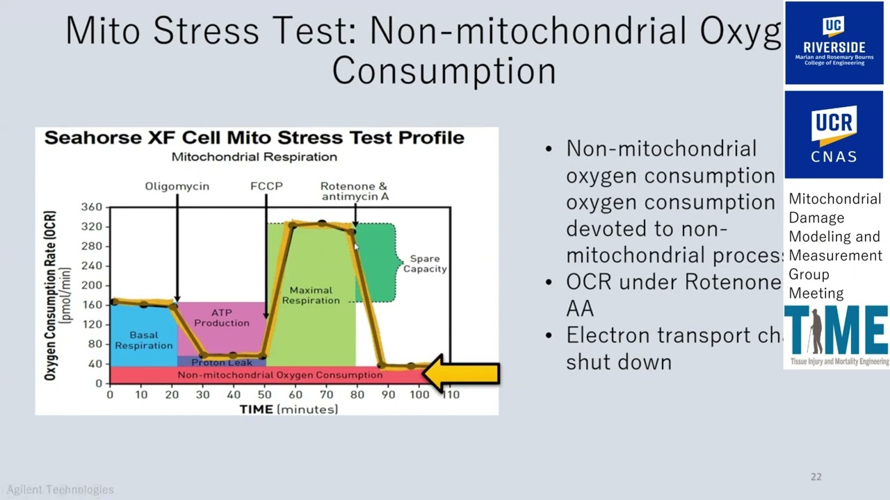 Biochemical and Technical Concepts in the Seahorse XFp Mito Stress Test and ATP Rate Assay