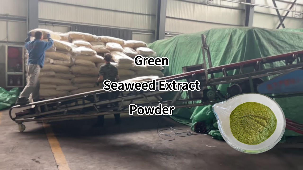 Shipment Update: Green Seaweed Extract Powder | Organic Fertilizers for Global Agriculture - HUMICO