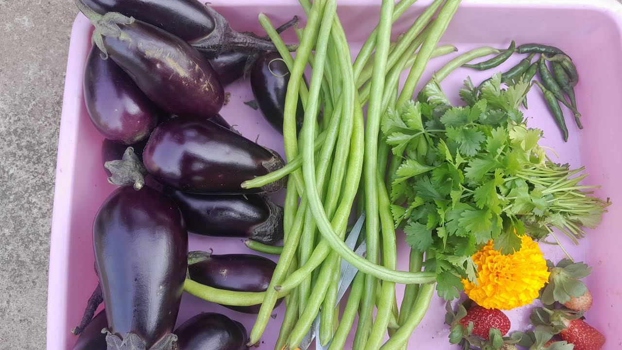Strawberry , brinjal and long beans harvesting 