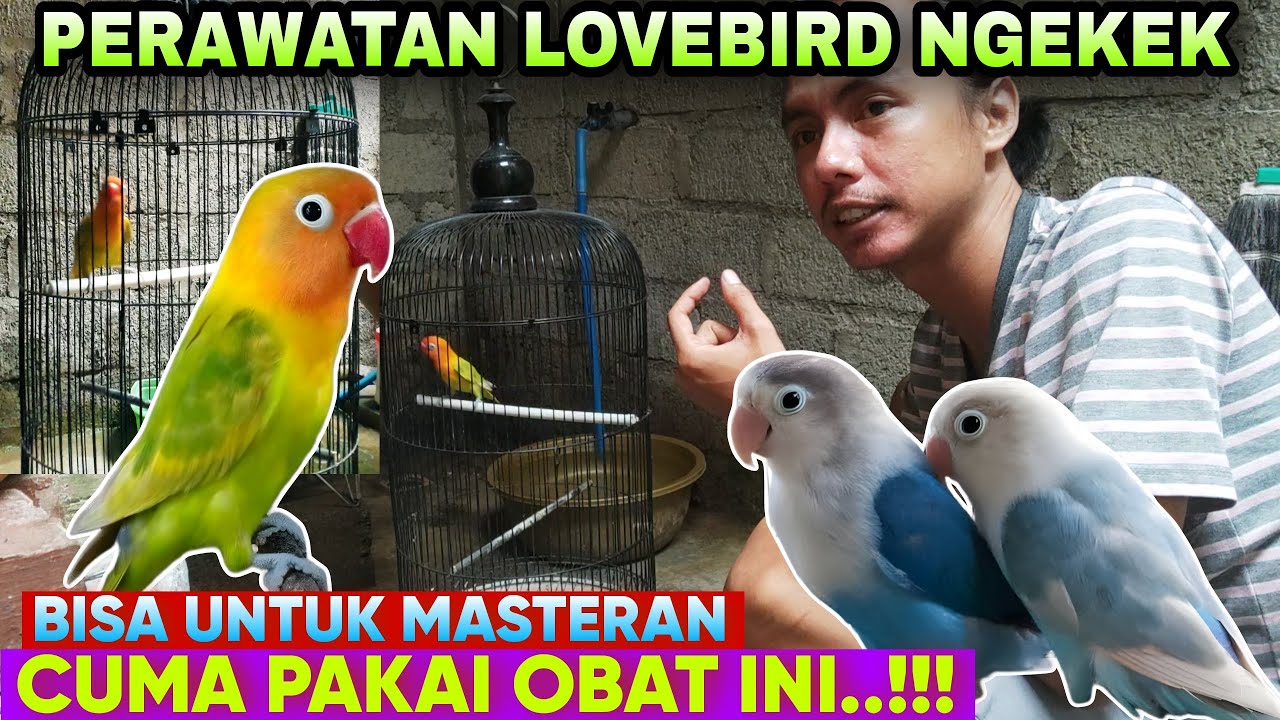 CUMA PAKAI OBAT GINGSENG INI ⁉️ LOVE BIRD JADI GRECEH RAJIN NGEKEK PANJANG