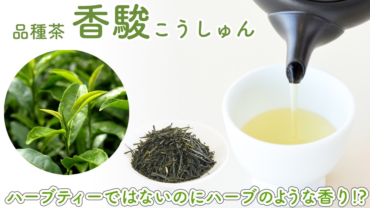 【お茶好きにおすすめ】煎茶『香駿 こうしゅん』ハーブのような優しい甘さ！ 静岡県産