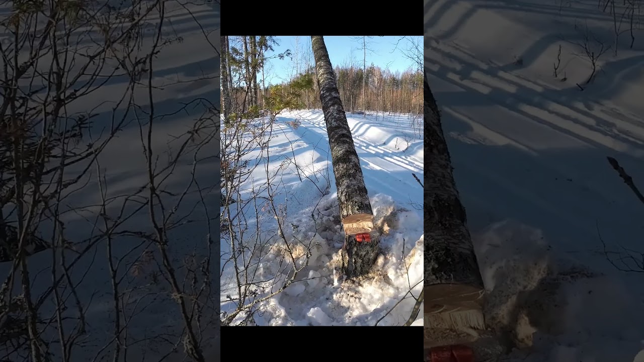VIHDOINKIN puunkaato onnistui! 