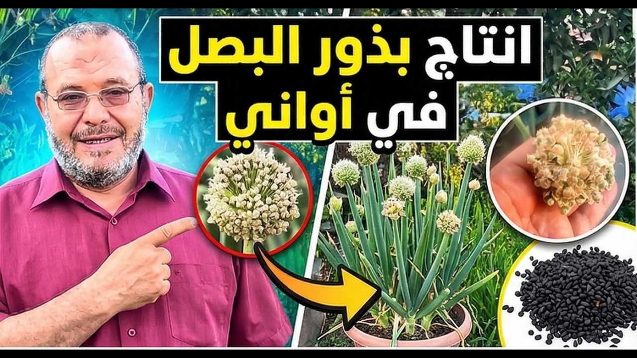مش هتشتري تقاوي بصل تاني! ازاي تنتجها على سطح بيتك وفر فلوسك | إنتاج تقاوي البصل في البيت بسهولة