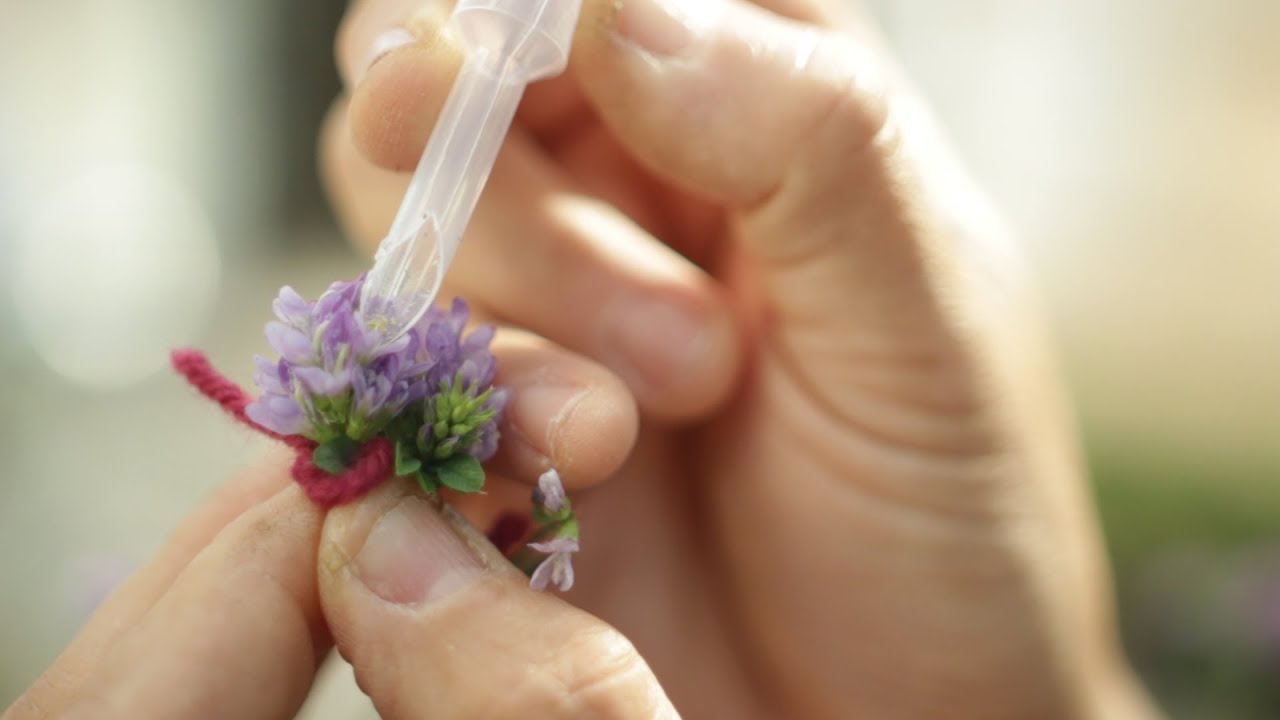 Cross Pollination of Alfalfa Flowers: Greenhouse seed production