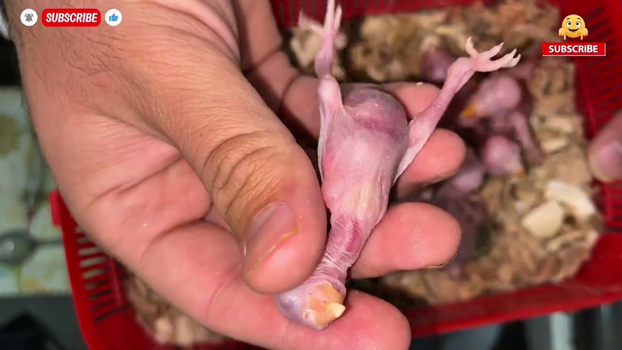 Yellow Ringneck chicks feeding activity ❤️❤️❤️
