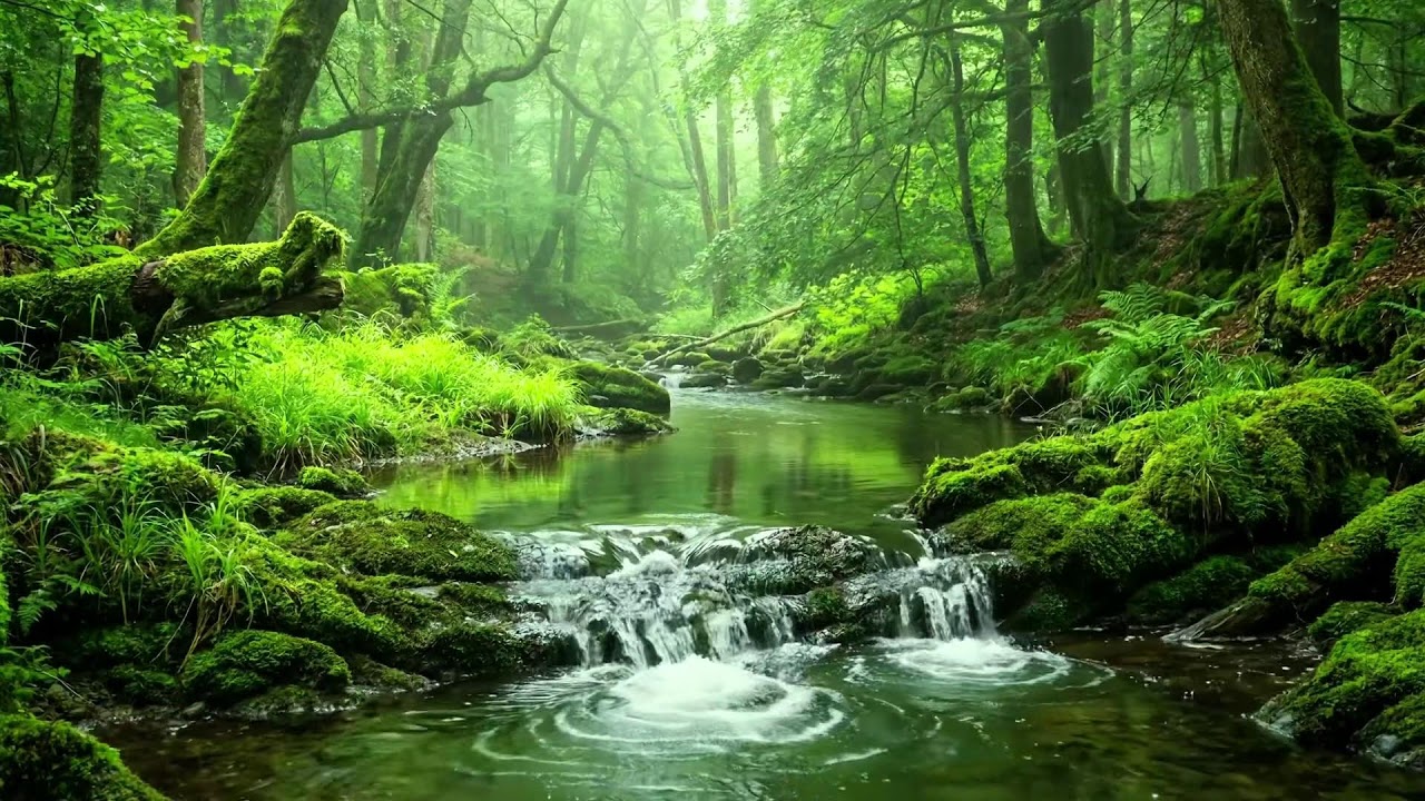 Green Forest in Summer, Flowing Stream and Birds Singing, Nature Sounds for Study and Rest