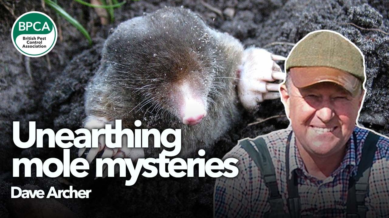 Unearthing mole mysteries