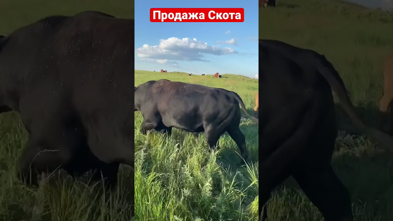 Продажа КРС Оптом из России на экспорт 🇷🇺👍💪