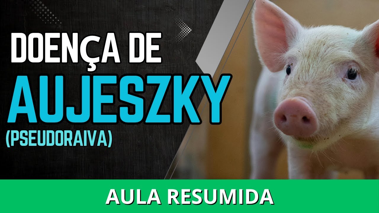 Doença de Aujeszky (Pseudoraiva) - AtualizaVet