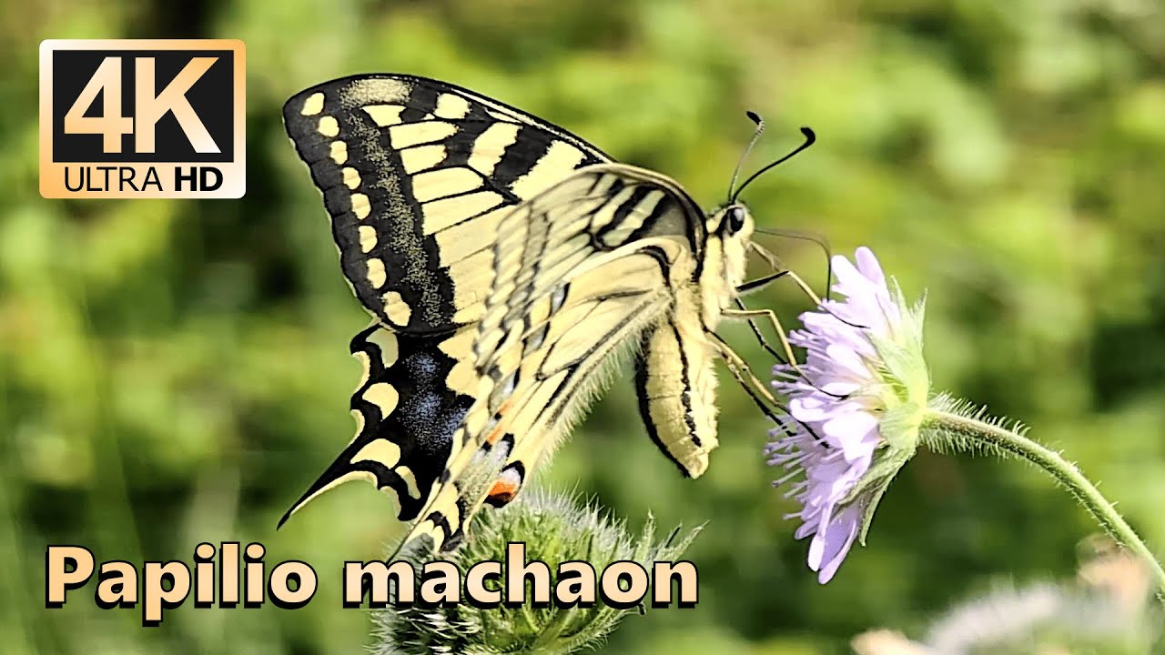 Old World swallowtail (Papilio machaon)