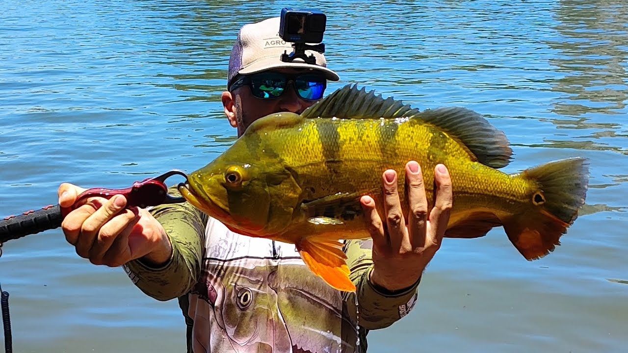 Record meu hoje 52,5 UP um monstro de tucunaré#londrina #pescaria #pesca 
