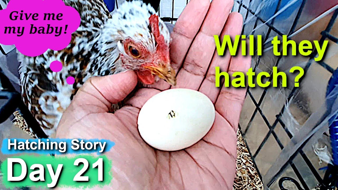 Pet Hen Hatching Tiny Chicks Day 21: Hatch Day?!
