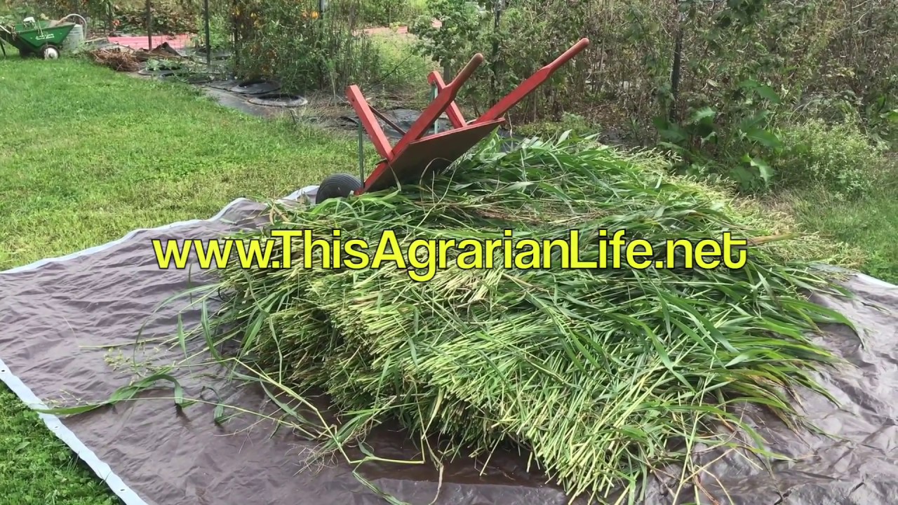 Harvesting Sorghum-Sudangrass