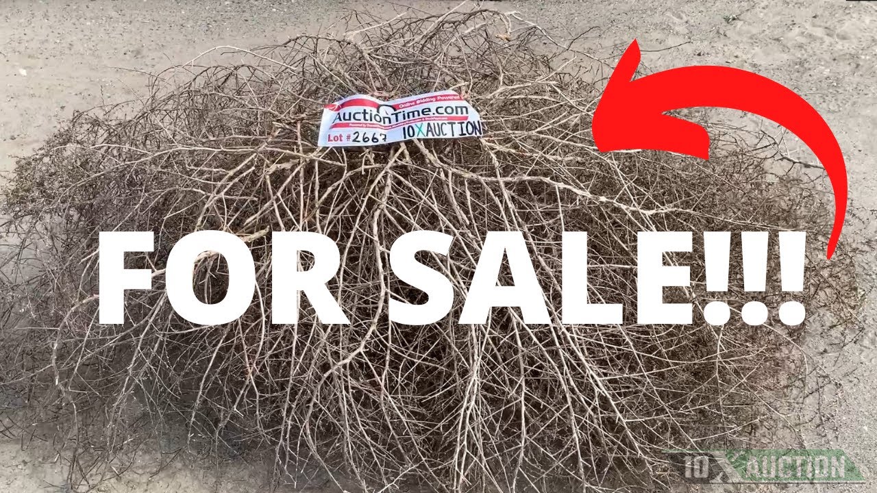 HUGE TUMBLEWEED! HOW MUCH $? FOR SALE! 10X AUCTION (AuctionTime/TractorHouse)