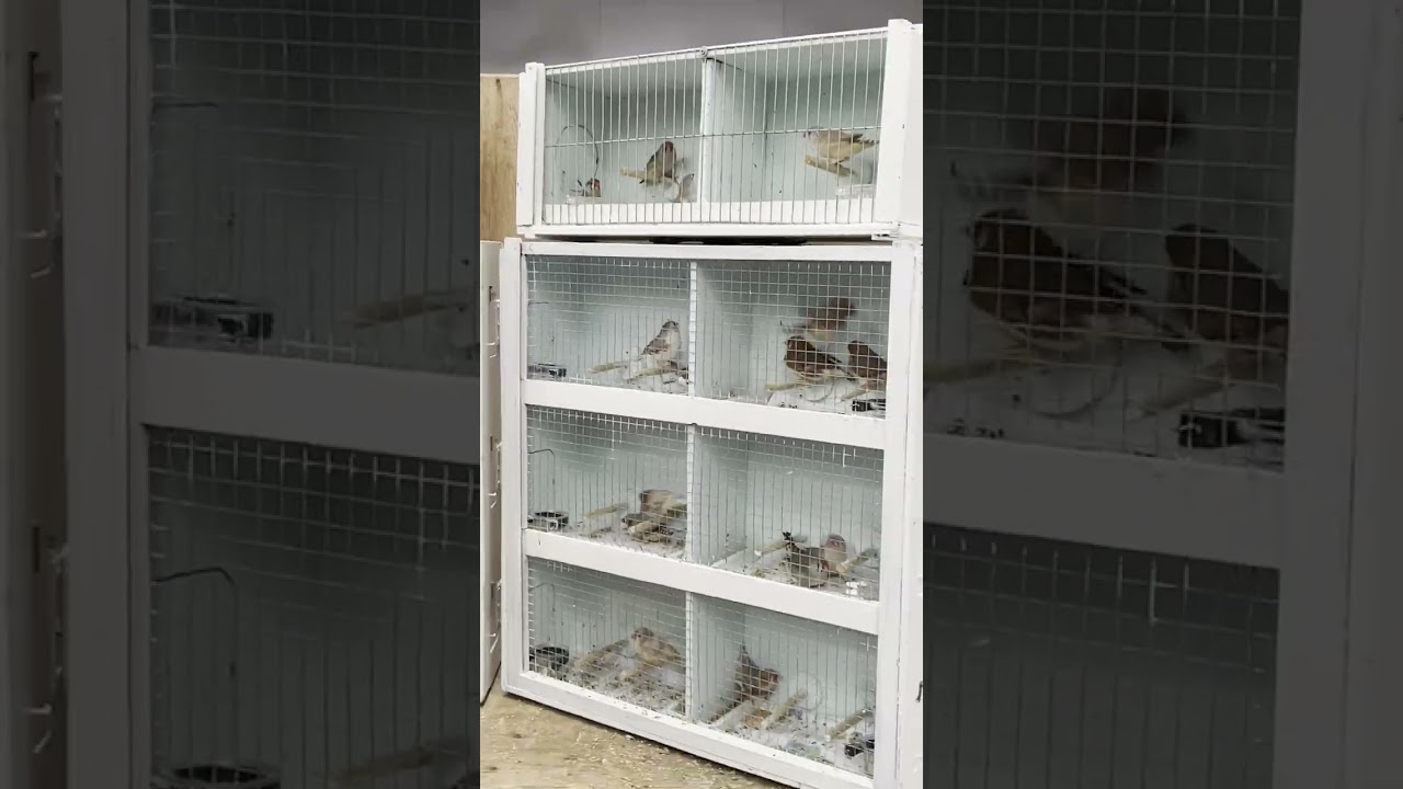 Newark bird show 2023 March 26th