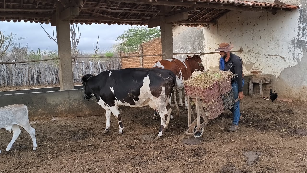 VAQUEIRO FUQUINHA ALIMENTAR A VACARIA COM FACHEIRO ￼PALMA E CAPIM SECO NO CARIRI PARAIBANO !!!!!!
