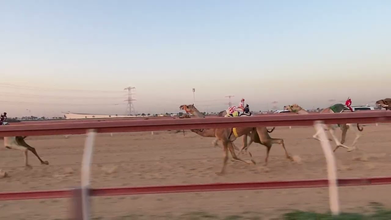 الشوط