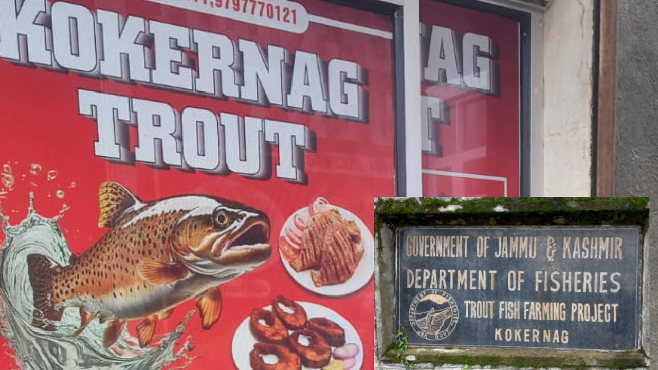 Trout fish| fish kashmir 🐬🐟🐬🐬🐟🐟🐬🐬